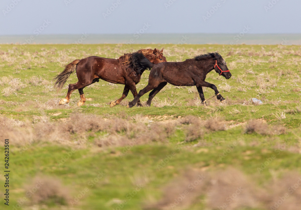Horses graze in the steppe of Kazakhstan in spring Horses graze in the steppe of Kazakhstan in spring