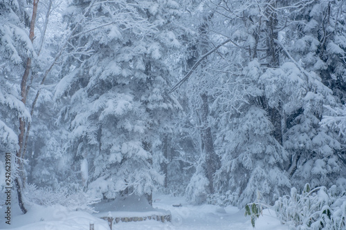 Nature with Frost-covered spruce tree branch on Winter scene, Frosted pine branches around Shinhotaka Ropeway (Shin-Hotaka) area, Cable car station during snowing in Takayama, Gifu, Japan