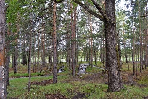 Pine forest with a small river.