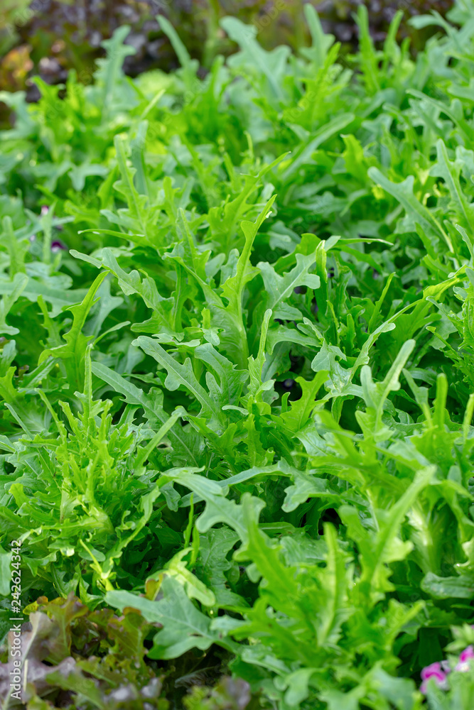 Fresh lettuce leaves, Salads vegetable hydroponics farm Fresh lettuce leaves, Salads vegetable hydroponics farm