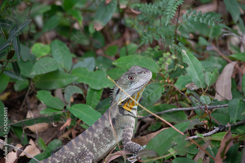 Eastern water dragon on ground surrounded by plants  © Liz Jakimow