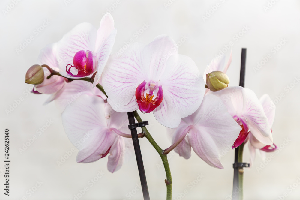 Flores blancas con tonos rosa y púrpura. Orquídea phalaenopsis. Orquídea  mariposa. foto de Stock | Adobe Stock