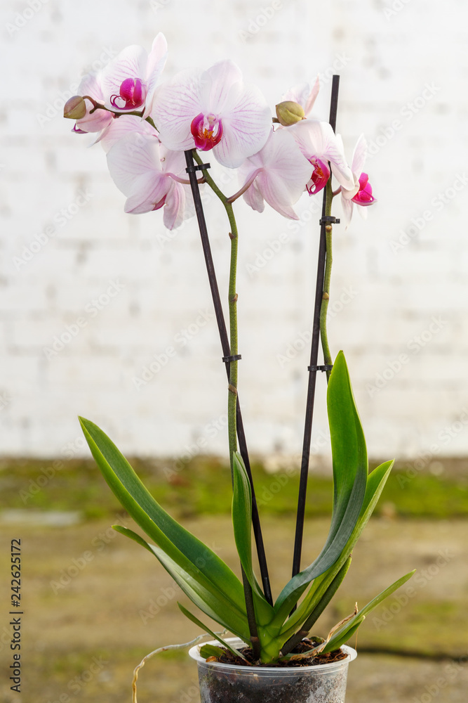 Orquídea phalaenopsis. Planta ornamental con grandes flores. Orquídea  mariposa. Stock Photo | Adobe Stock