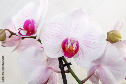 Orquídea phalaenopsis. Flores blancas con tonos rosa y púrpura. Orquídea mariposa.