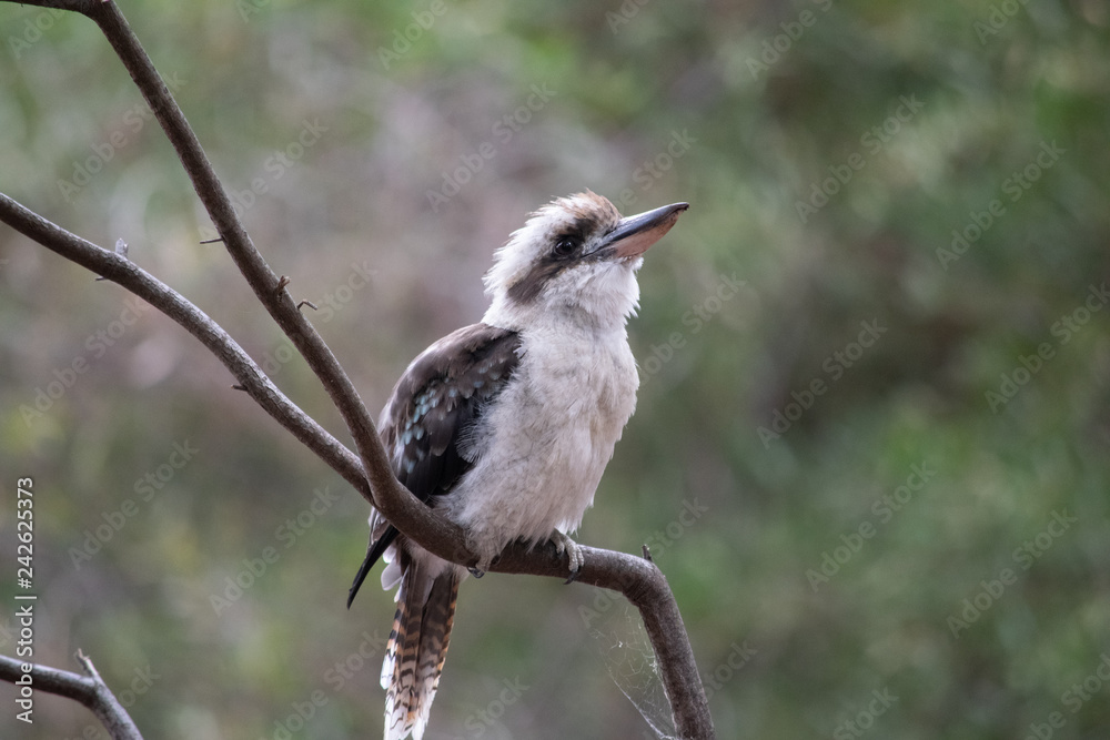 Sideways view of kookaburra looking up Sideways view of kookaburra looking up