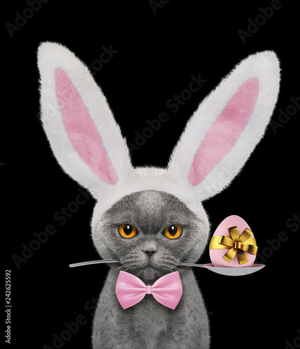 Photography Pretty cat with rabbit ears and easter egg. Isolated on black
