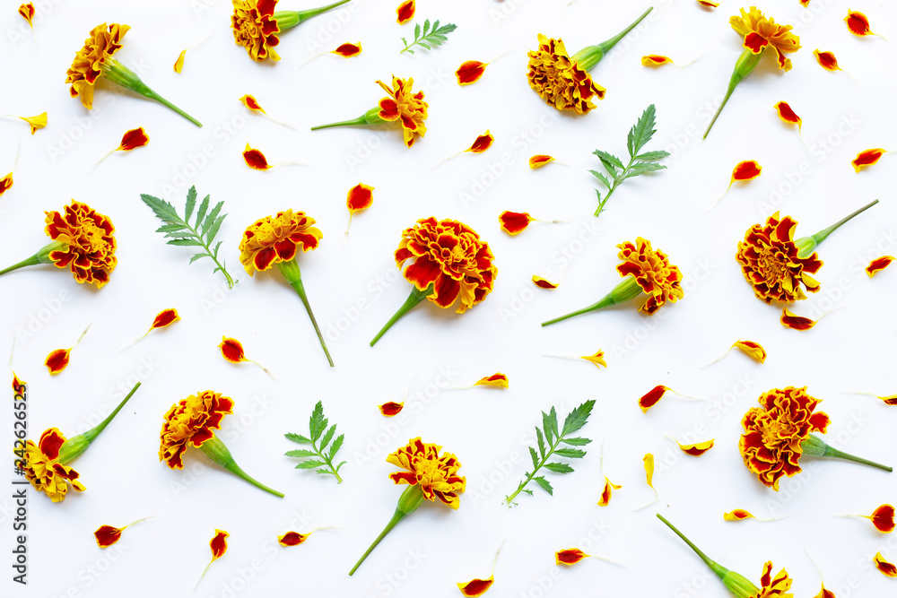 Obraz premium Beautiful red yellow marigold flowers on white