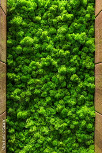 Reindeer moss wall, green wall decoration Cladonia rangiferina interior mock ...