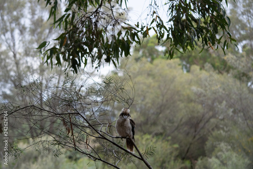 Kookaburra surrounded by bushland 