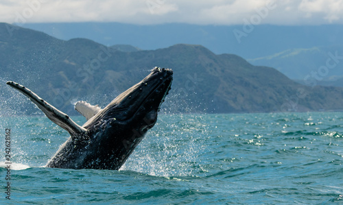 A Humpback Whale Joyfully Breaches in New Zealand photo