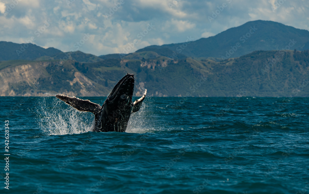 Obraz premium A Humpback Whale Joyfully Breaches in New Zealand