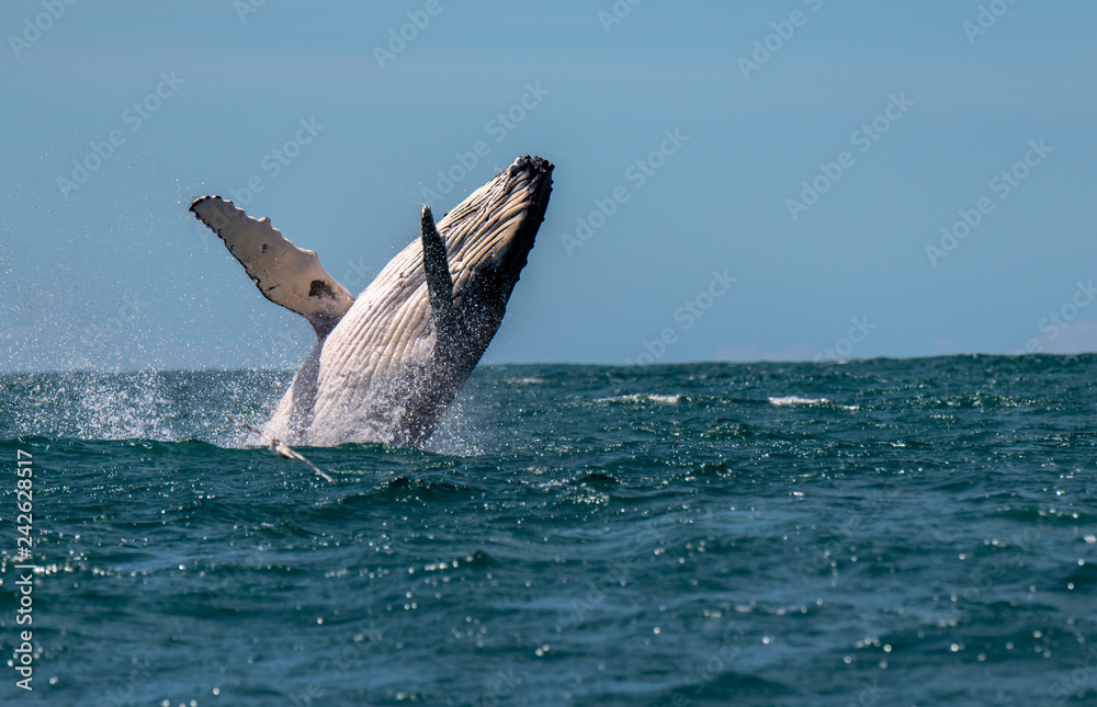 Fototapeta premium A Humpback Whale Joyfully Breaches in New Zealand