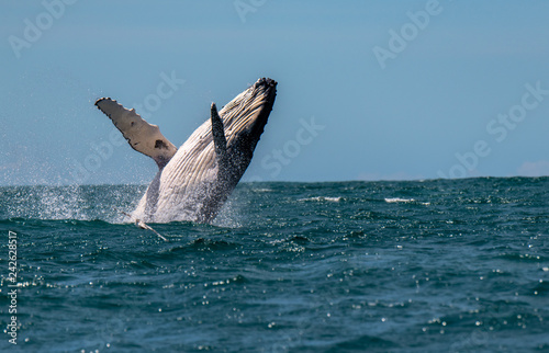 A Humpback Whale Joyfully Breaches in New Zealand photo