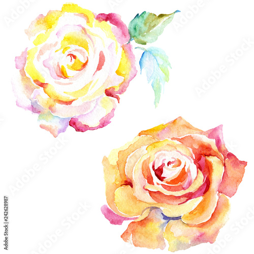 Orange rose. Floral botanical flower. Isolated rose illustration element. photo