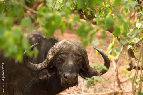 African buffalo, (Syncerus caffer), looking out from green shrub, with big horns curled up. Kruger National Park, south Africa