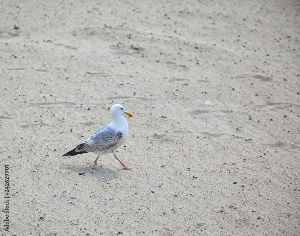 Fototapeta premium A seagull walks on the sand.