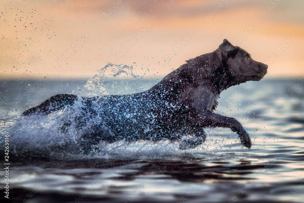 Obraz premium Chocolate Labrador running at the sea