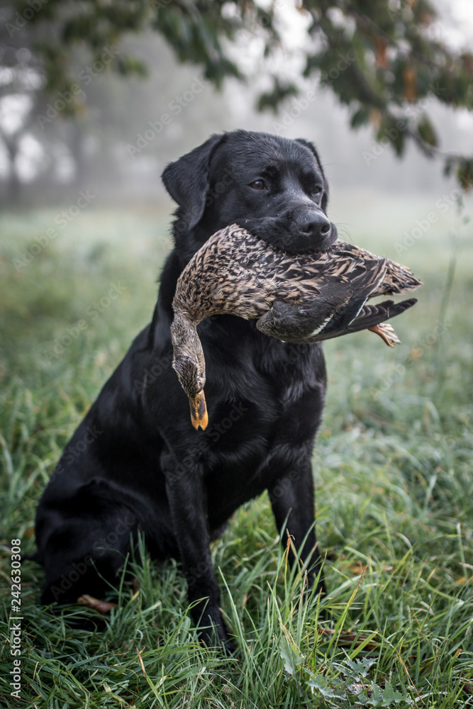 Labrador mit Ente