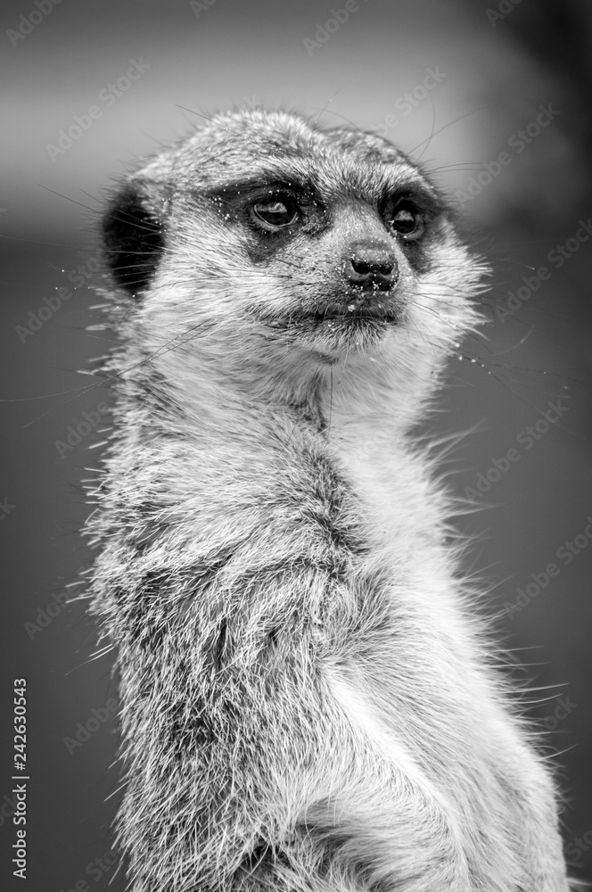 Fototapeta premium Suricatos perros de la pradera áfrica peludo rata ratón hocico
