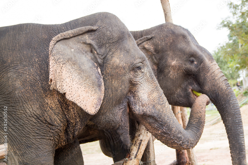 Fototapeta premium Elephant