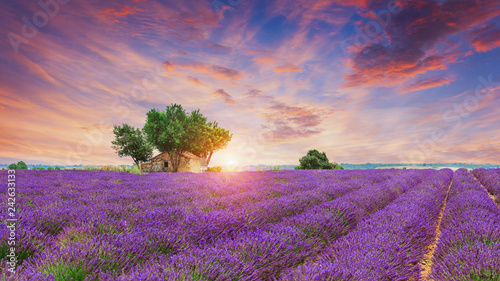 Lavender field - Valensole, France photo