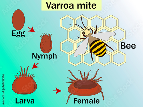 Varroa destructor is an external parasitic mite that attacks the honey bees, cycle. Medical Education Chart of Biology Diagram. Front aspect table for basic medical education