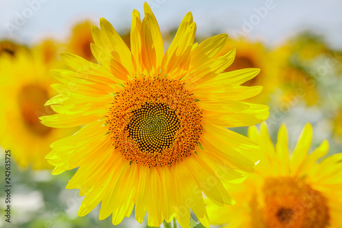 Fototapeta Naklejka Na Ścianę i Meble -  Sunflower field at sunset.  Farm field.
