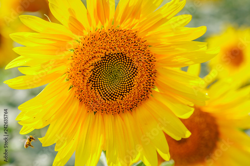 Fototapeta Naklejka Na Ścianę i Meble -  Sunflower field at sunset.  Farm field.