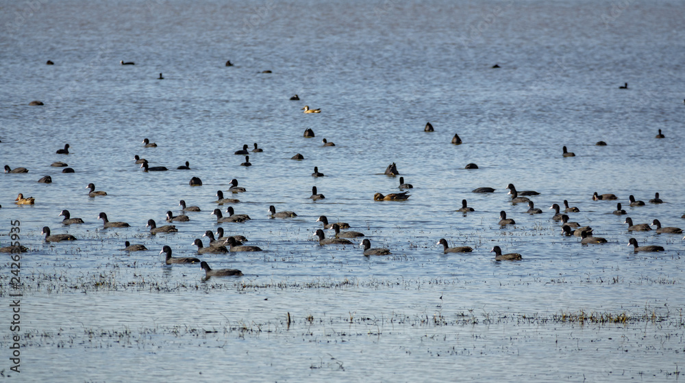 Fulica atra large group in the lake