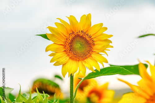 Fototapeta Naklejka Na Ścianę i Meble -  Sunflower field at sunset.  Farm field.