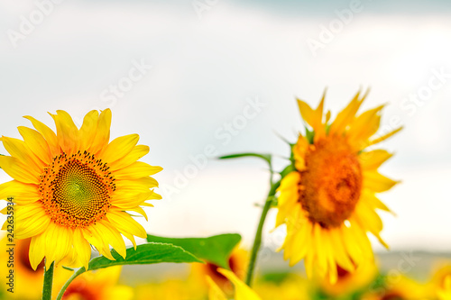 Fototapeta Naklejka Na Ścianę i Meble -  Sunflower field at sunset.  Farm field.