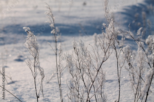 winter in forest © Elena
