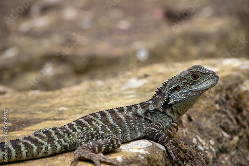 Water dragon at Australian National Botanic Gardens photo