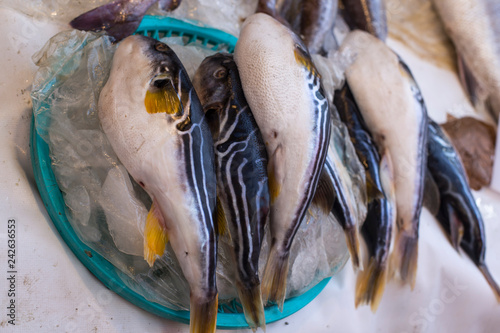 Puffer fish or blowfish sell in fish market. globefish. fugu.
