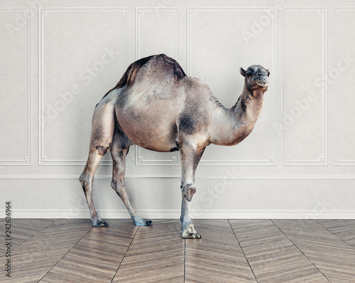 the camel in the room.