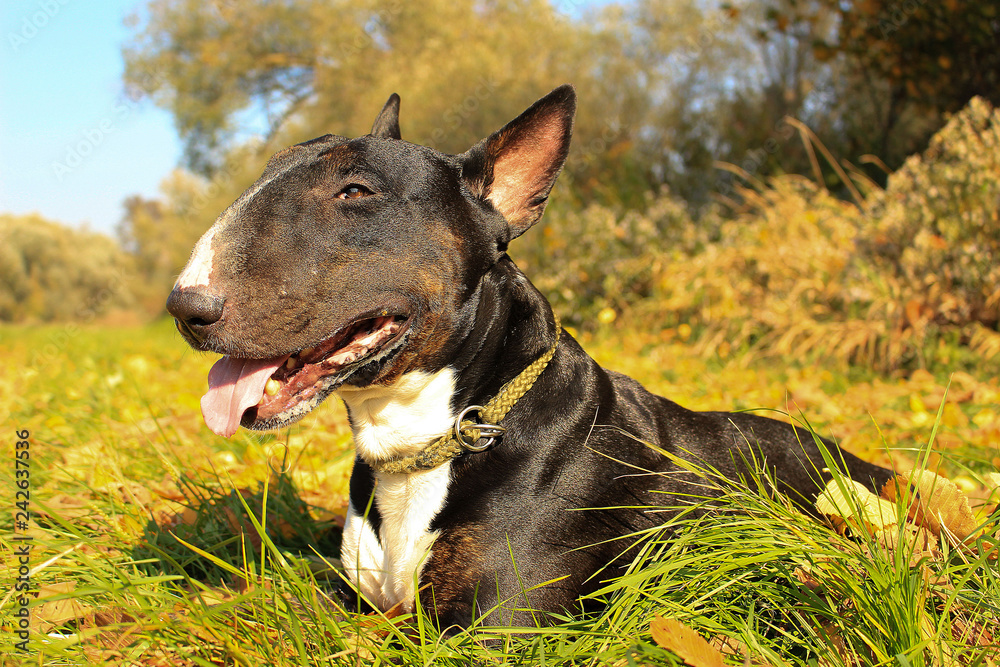 Cute English Bull Terrier laying in a meadow 