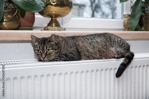 cat on the radiator
