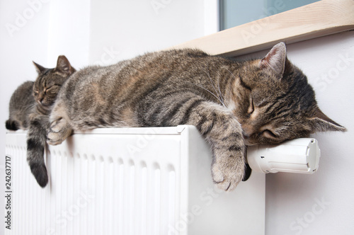 Fototapeta Naklejka Na Ścianę i Meble -  Heating Radiator and cat
