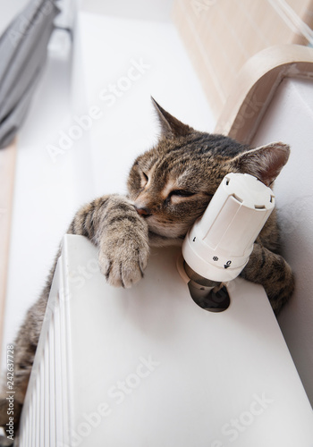 Obraz na płótnie Heating Radiator and cat
w salonie