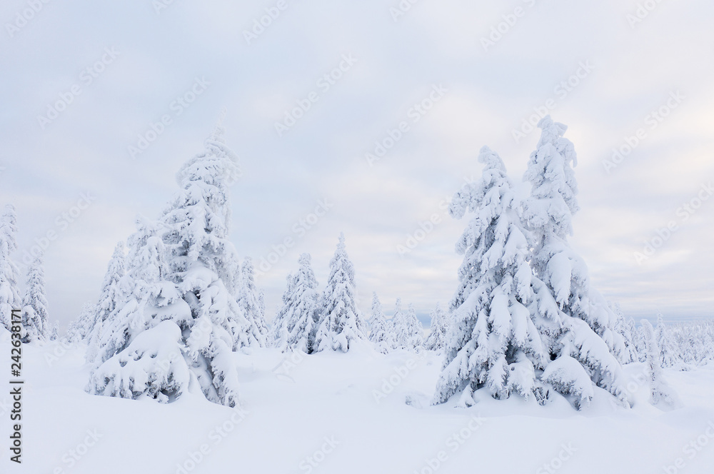 Beautiful winter landscape, trees covered with snow. Beautiful winter landscape, trees covered with snow.