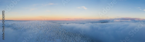 Aerial view of spruce fores...