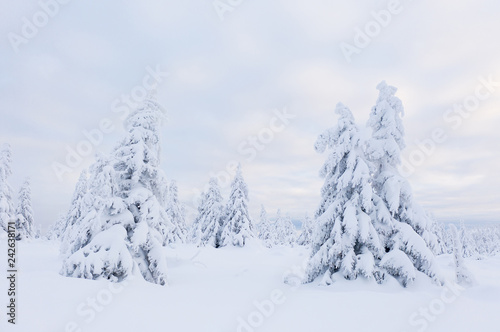 Beautiful winter landscape, trees covered with snow. © Lukas Gojda