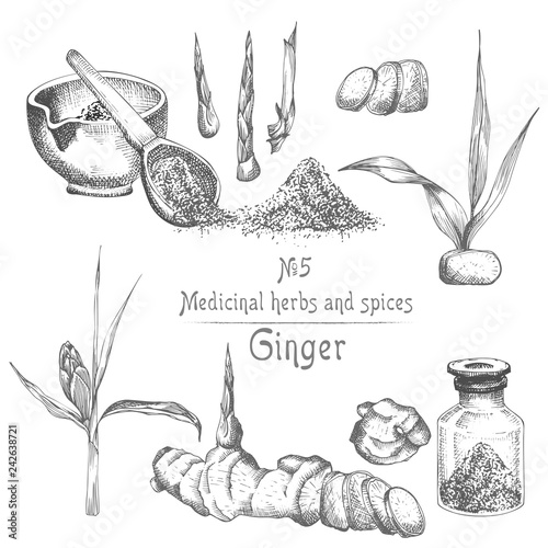 Set hand drawn of Ginger roots, lives and flowers in black color isolated on white. Bottle, mortar, pestle. Retro vintage graphic design. botanical sketch drawing, engraving style