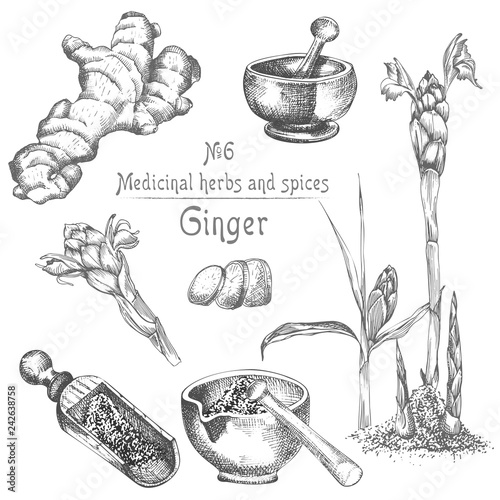 Set hand drawn of Ginger roots, lives and flowers in black color isolated on white. Bottle, mortar, pestle. Retro vintage graphic design. botanical sketch drawing, engraving style