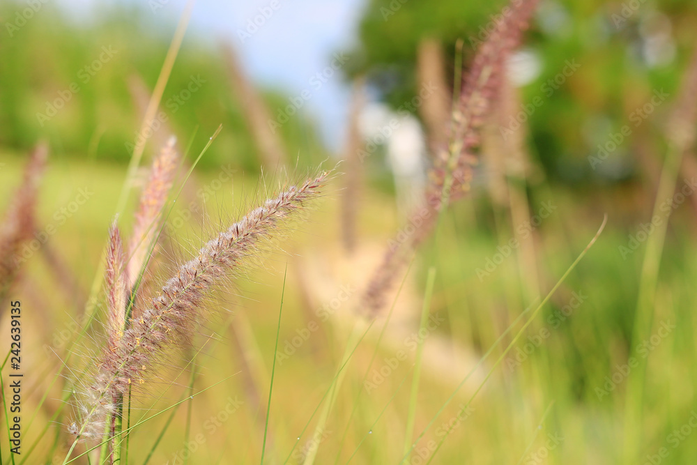 Dried wild grass flower in nature background. Shallow depth of field.