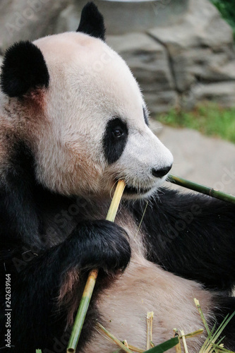 Fototapeta Naklejka Na Ścianę i Meble -  Big panda eating green leaves close up