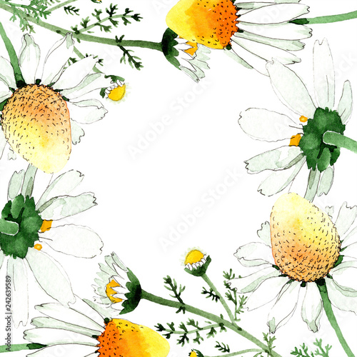 Chamomile floral botanical flower. Watercolor background illustration set. Frame border ornament square.