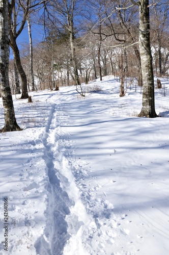 丹沢山に続く雪道 © Green Cap 55
