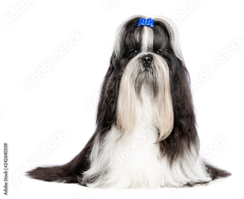 Obraz na plátně Shih Tzu dog on Isolated White Background in studio