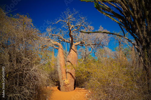 Landscape with Adansonia grandidieri baobab tree in Reniala national park, Toliara, Madagascar photo